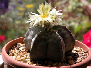 astrophytum