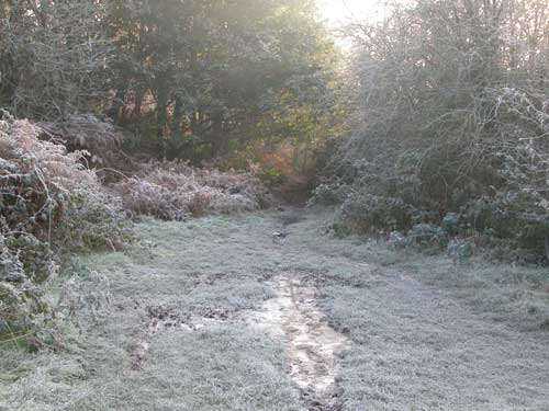 frost1