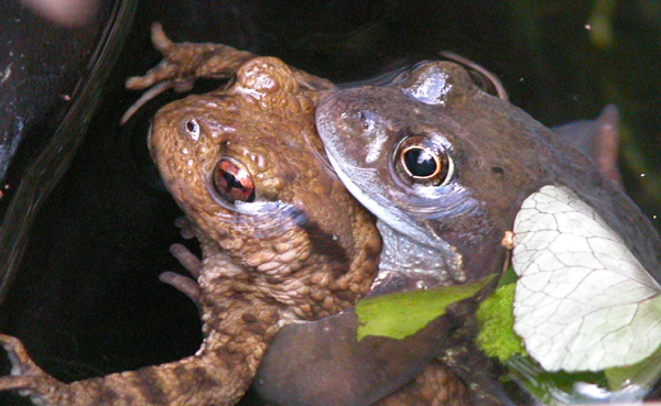 Toads-mating